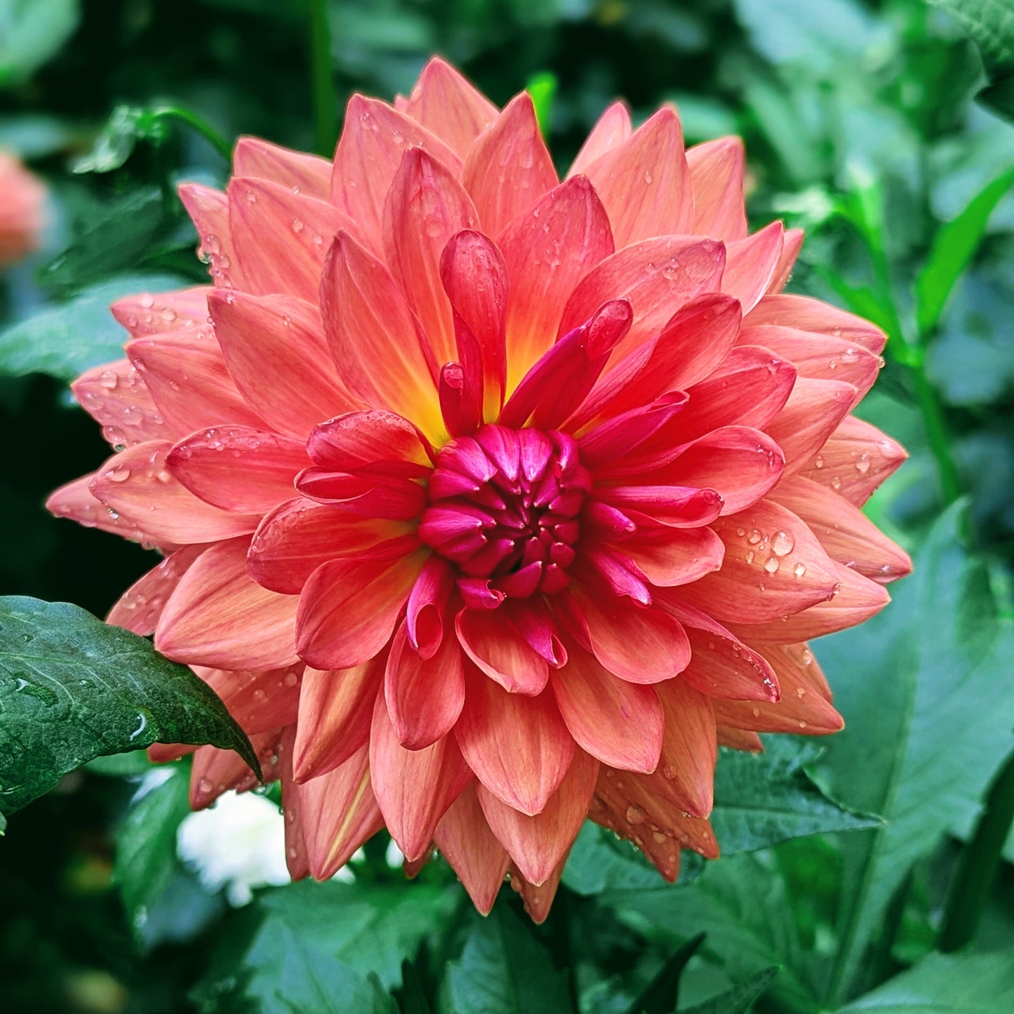 Summit Festival (Solid)