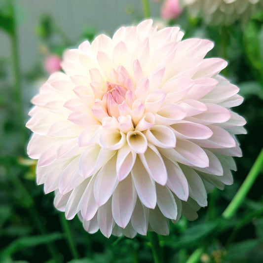 Tahoma Stellar Feller