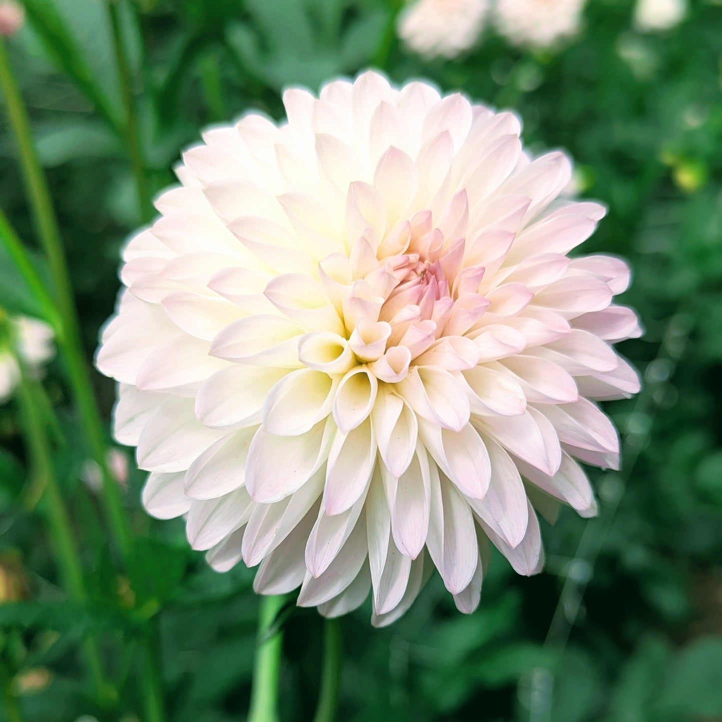 Tahoma Stellar Feller