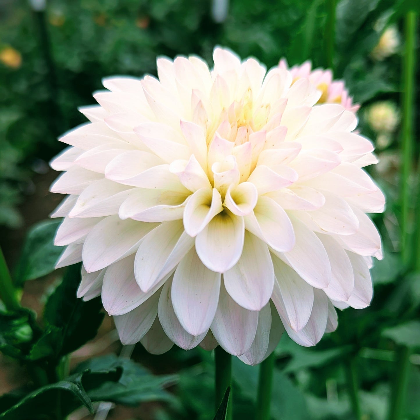 Tahoma Stellar Feller