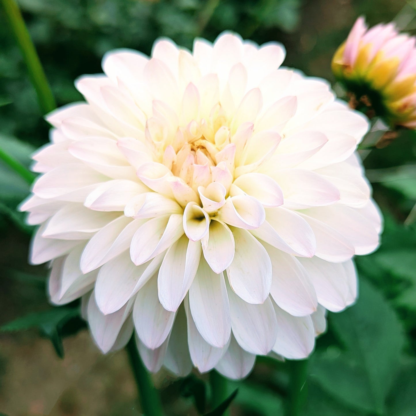 Tahoma Stellar Feller