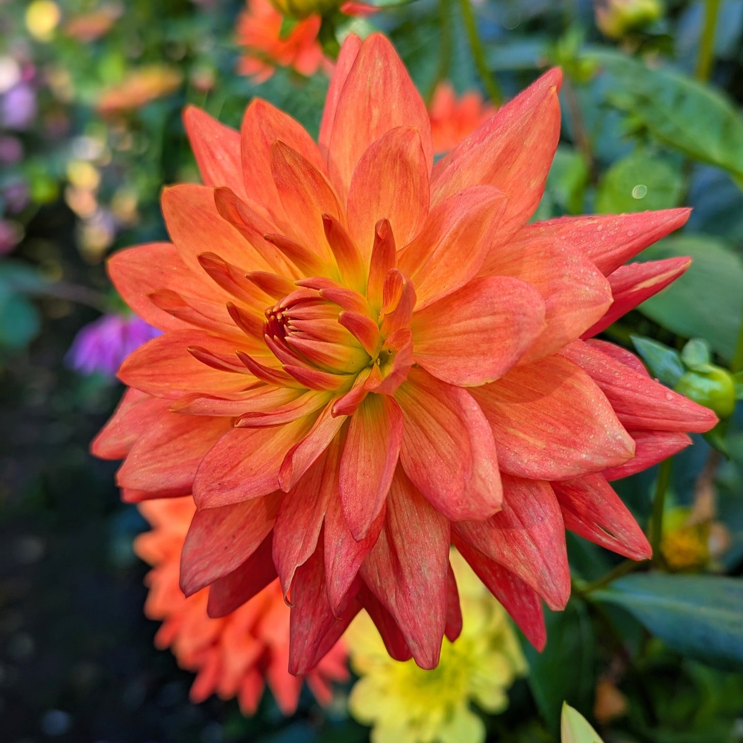 Taratahi Ruby