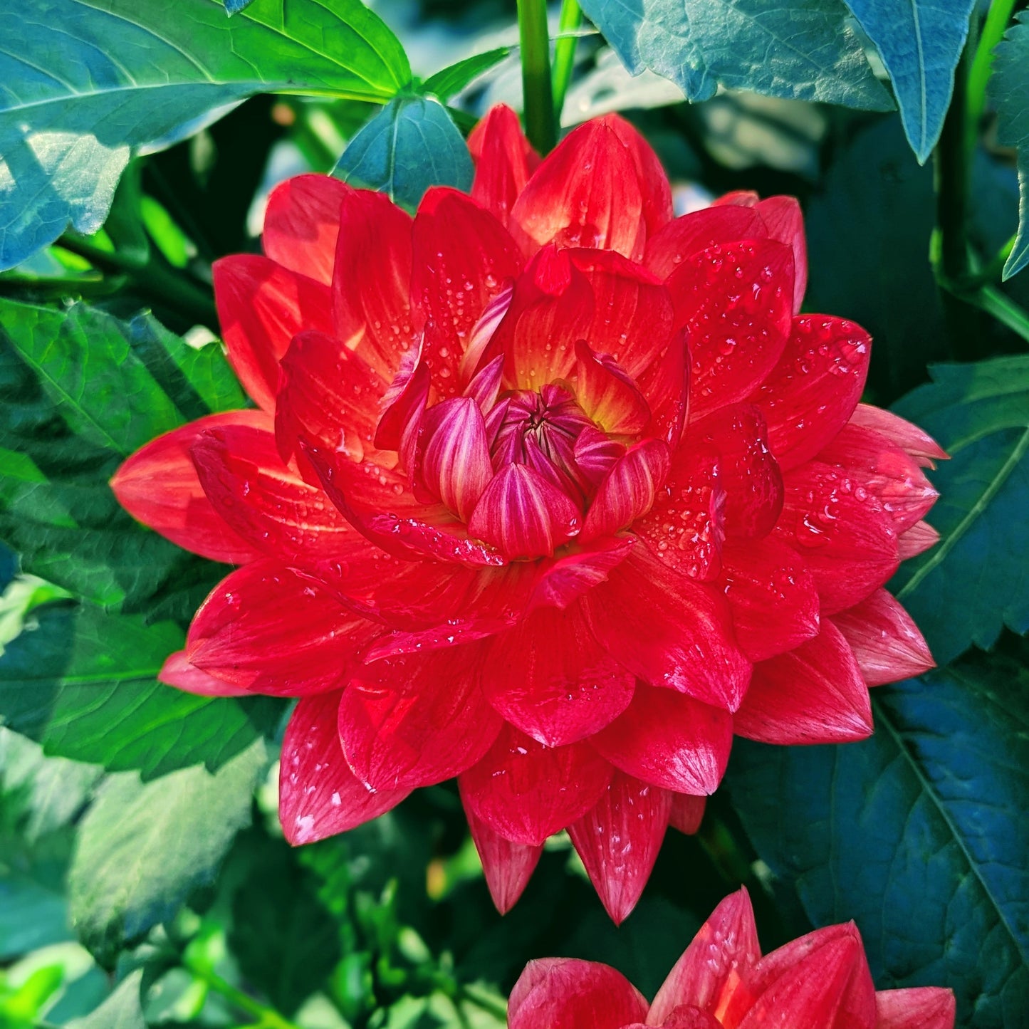 Taratahi Ruby