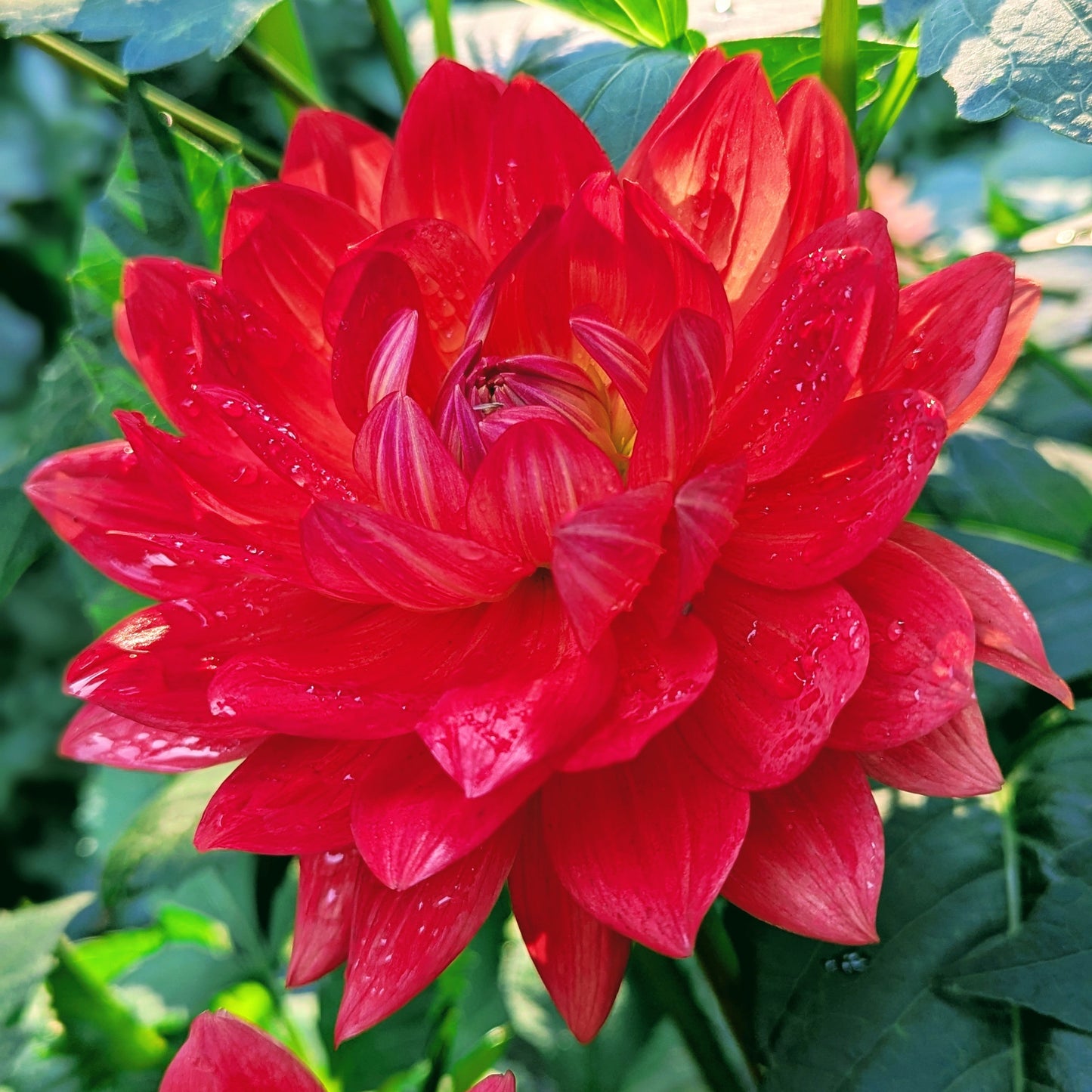 Taratahi Ruby