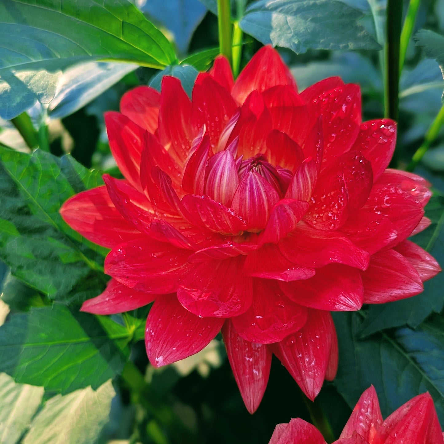 Taratahi Ruby