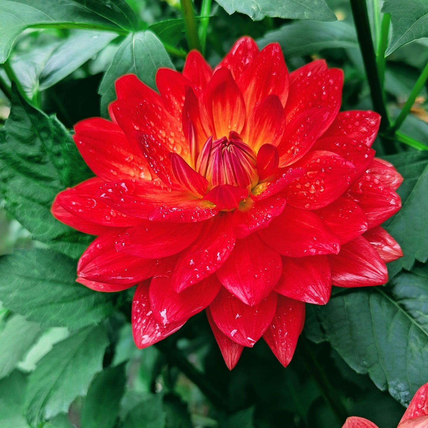 Taratahi Ruby