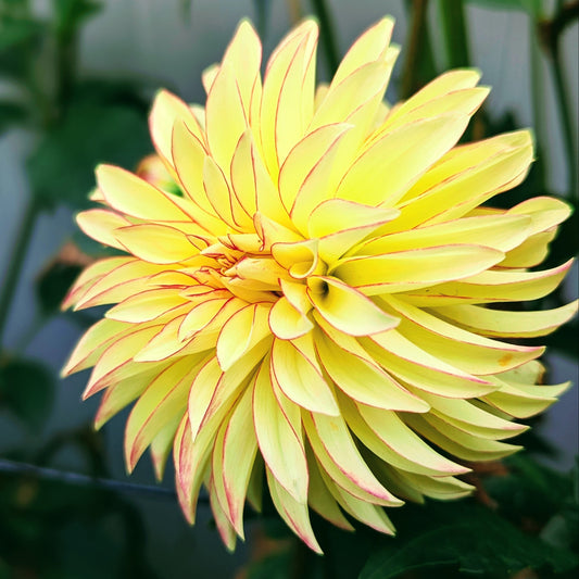 Verrone's Taylor Swift