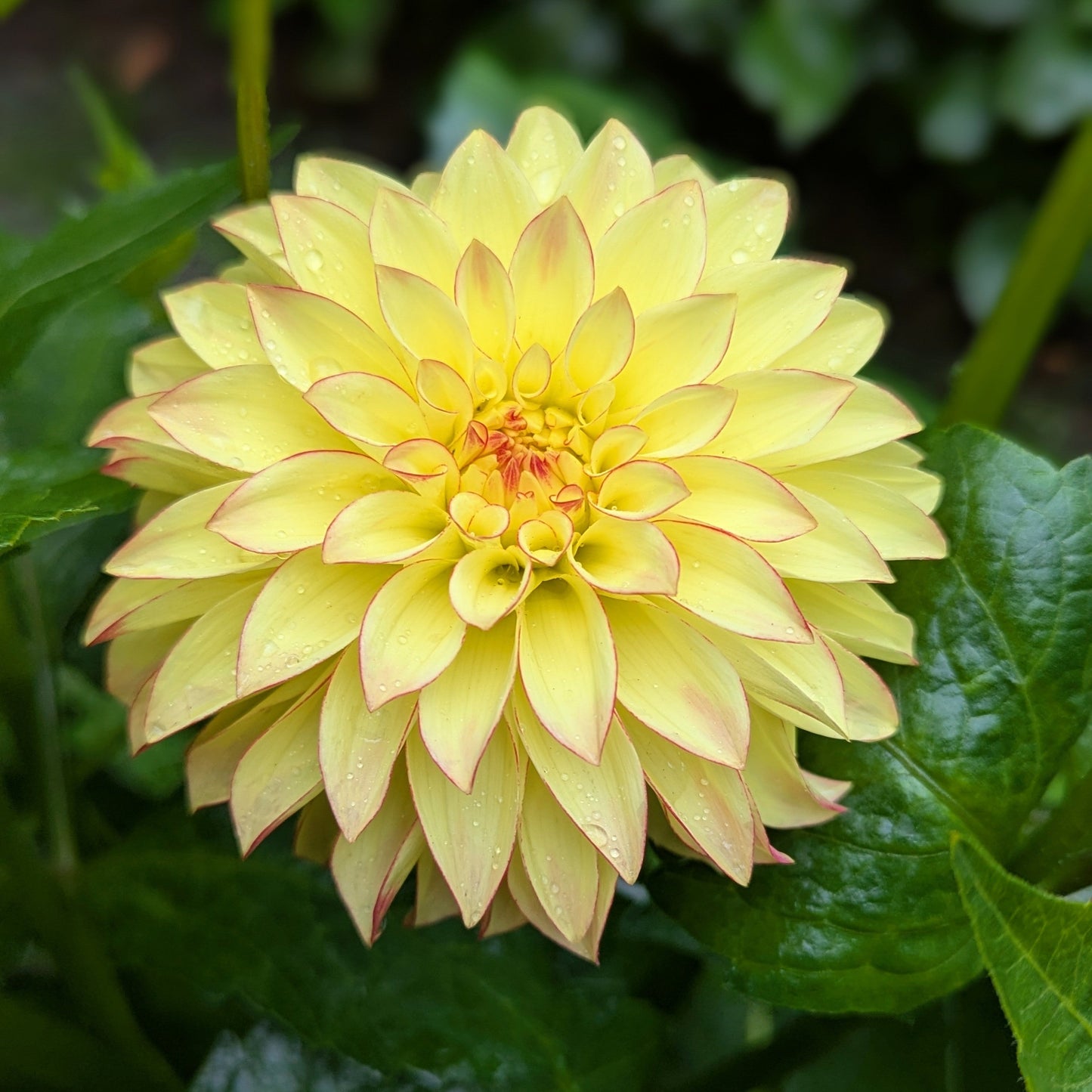 Verrone's Taylor Swift