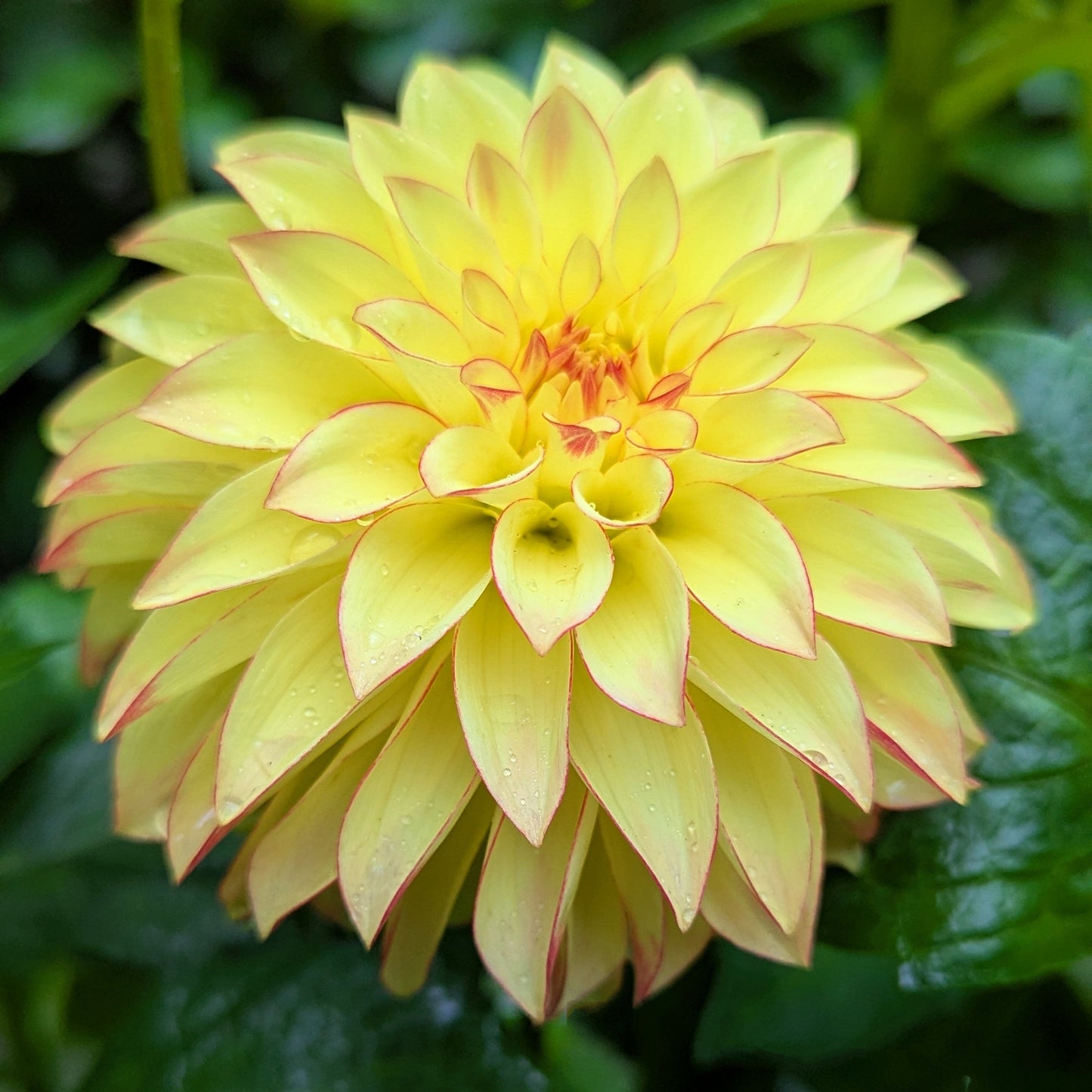 Verrone's Taylor Swift