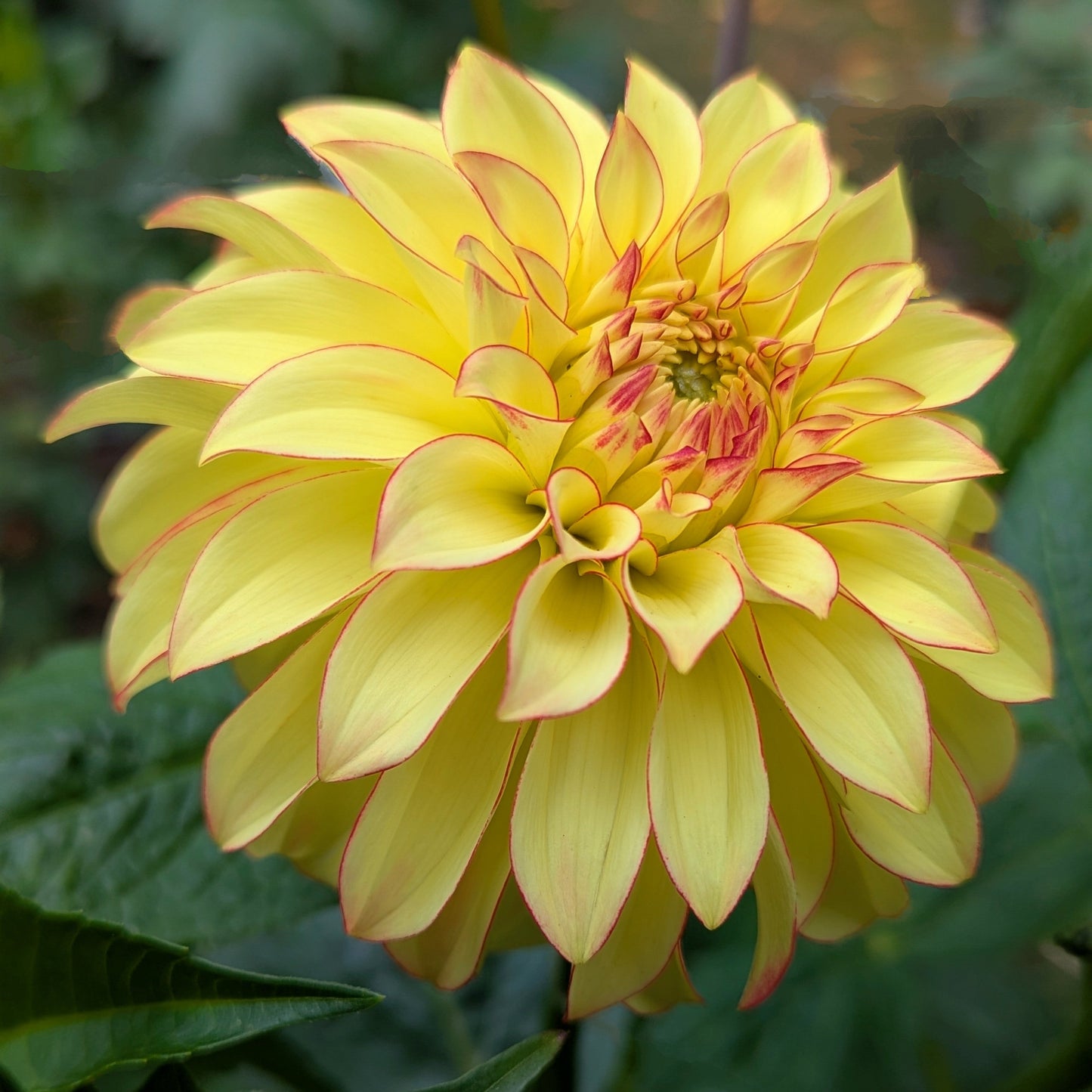 Verrone's Taylor Swift