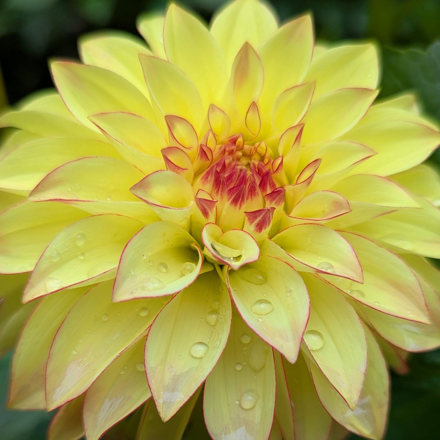 Verrone's Taylor Swift