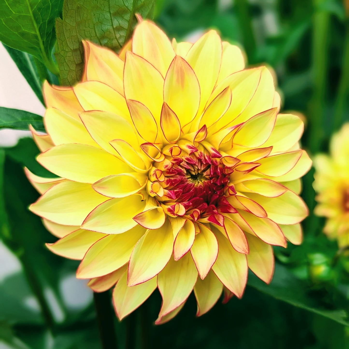 Verrone's Taylor Swift