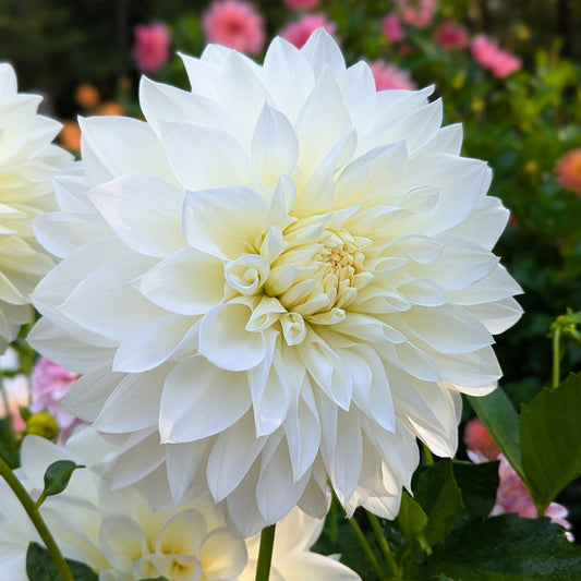 White Perfection (1967)