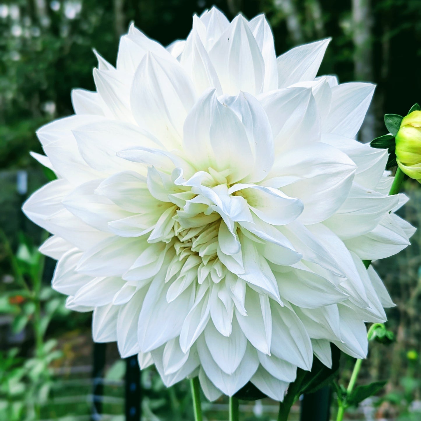 White Perfection (1967)