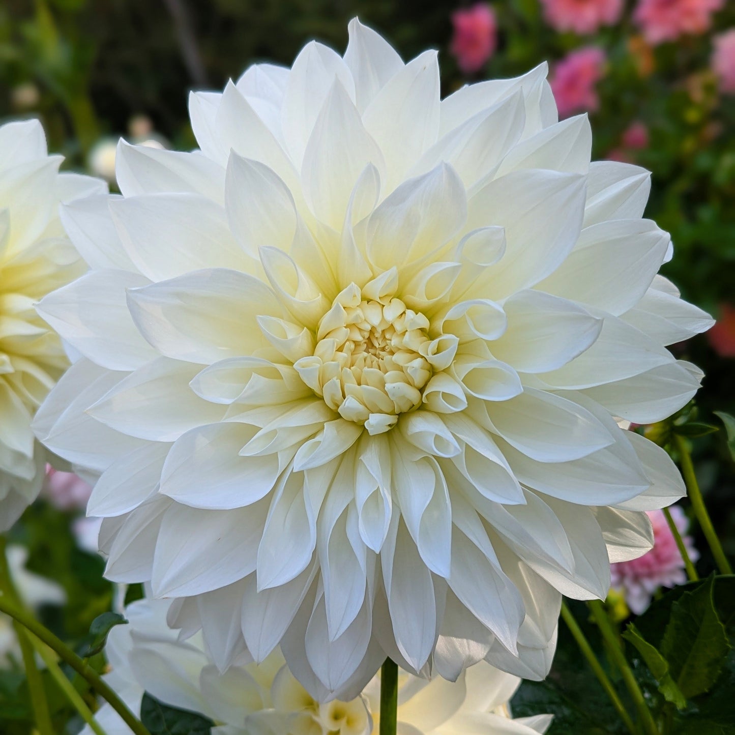 White Perfection (1967)