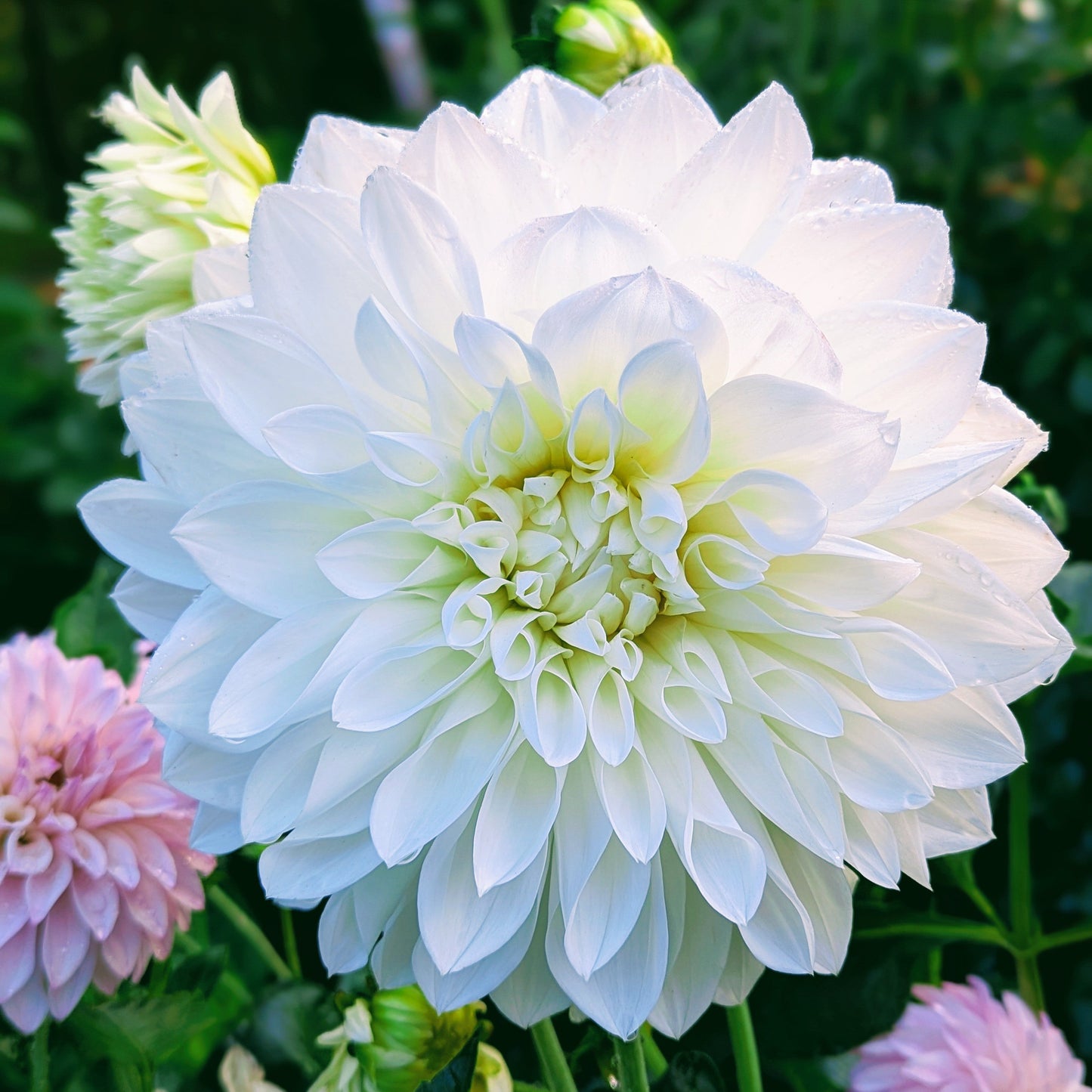 White Perfection (1967)