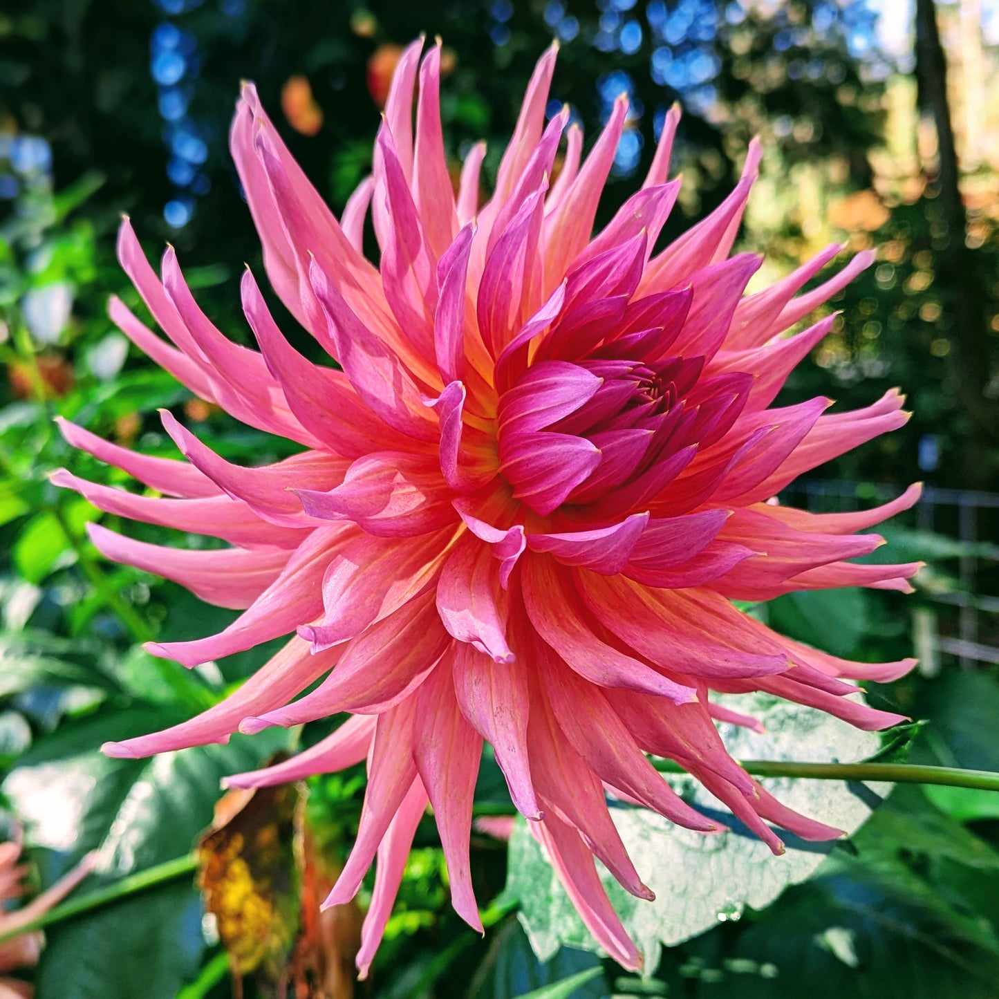 Wyn's Pinking of You