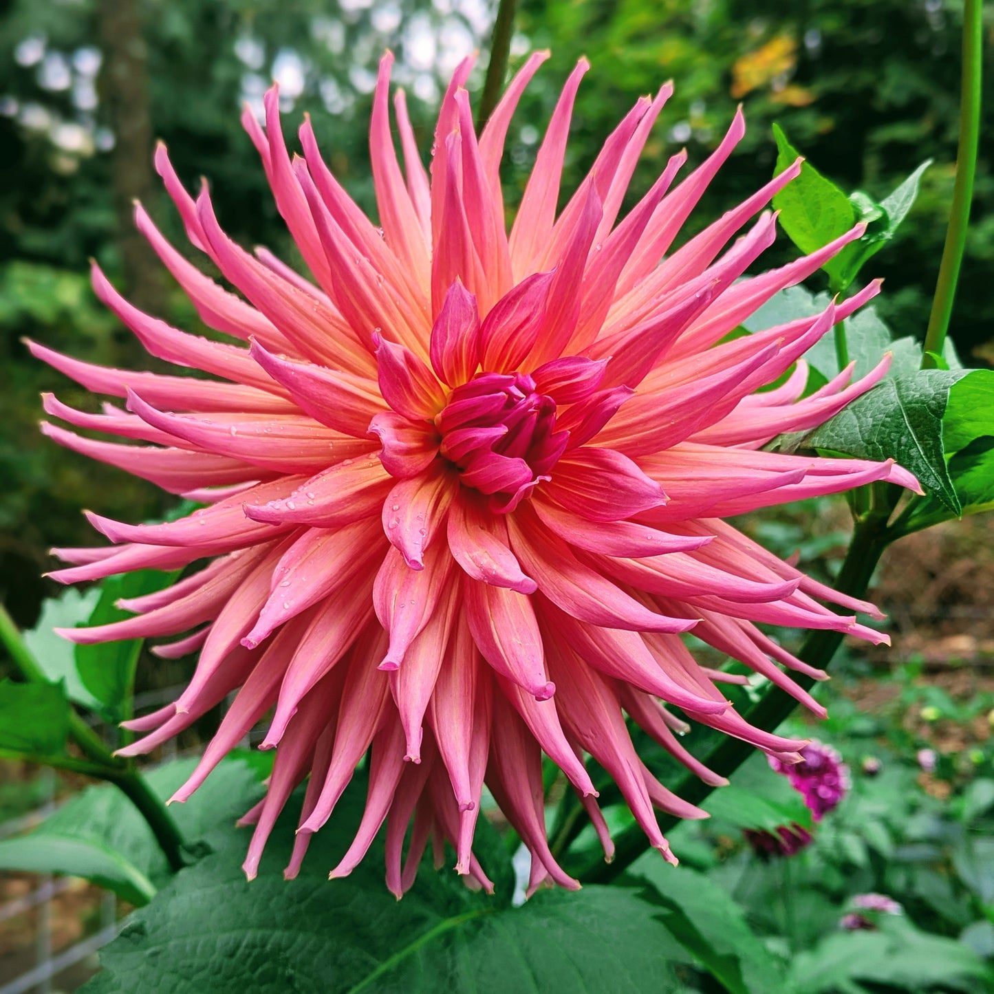 Wyn's Pinking of You