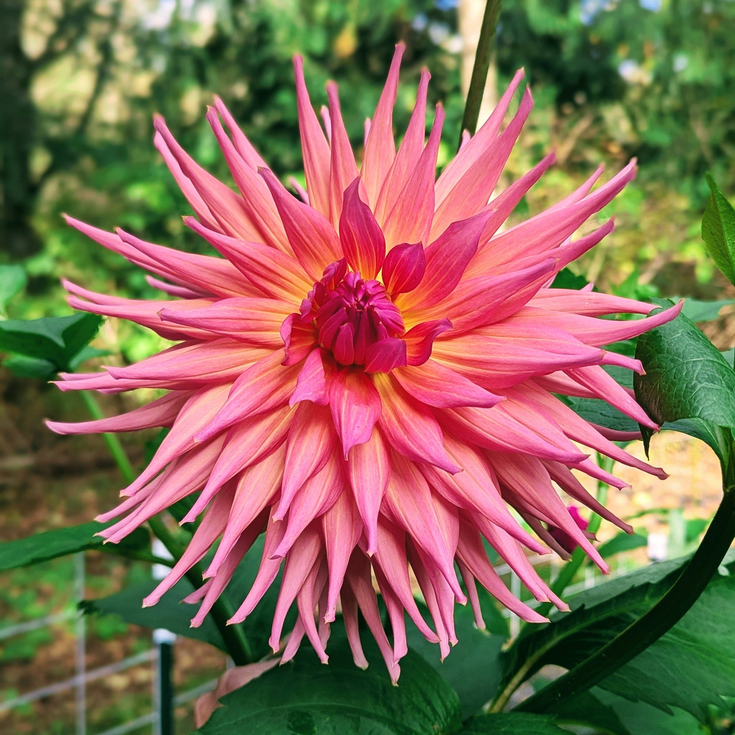 Wyn's Pinking of You