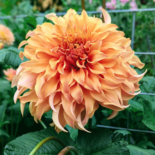 Wyn's Moonlight Sonata