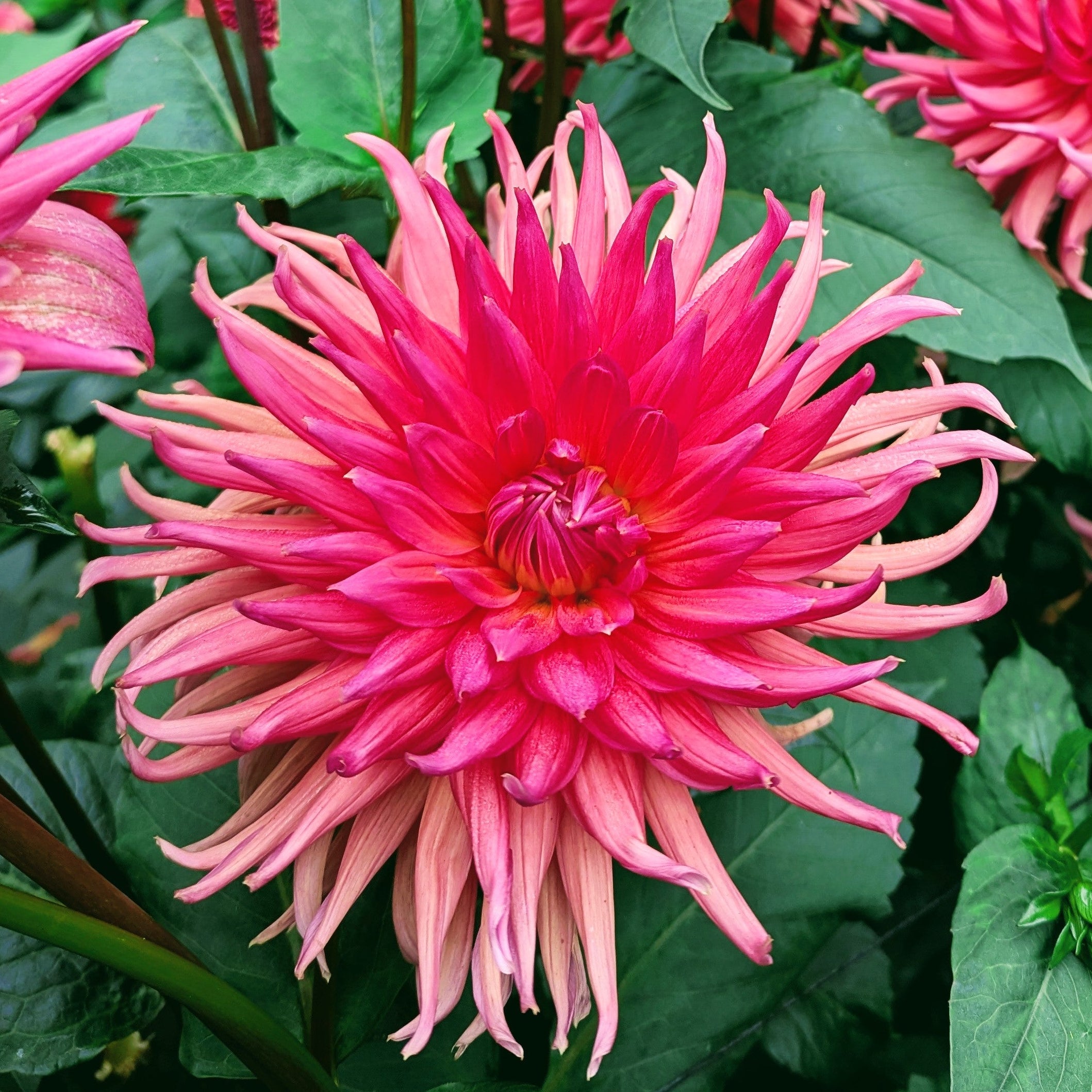 Wyn's King Salmon – Good Life Dahlias