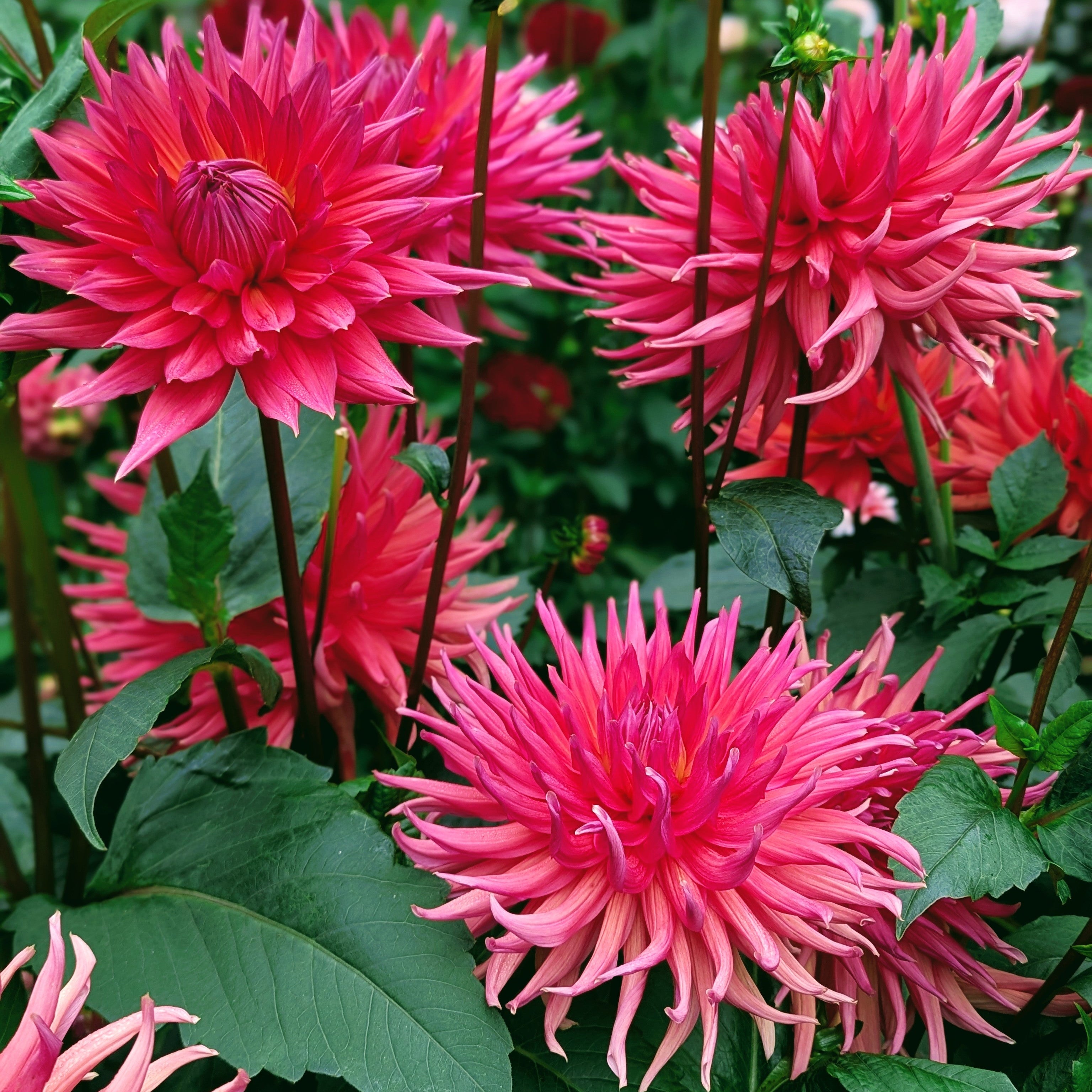 Wyn's King Salmon – Good Life Dahlias