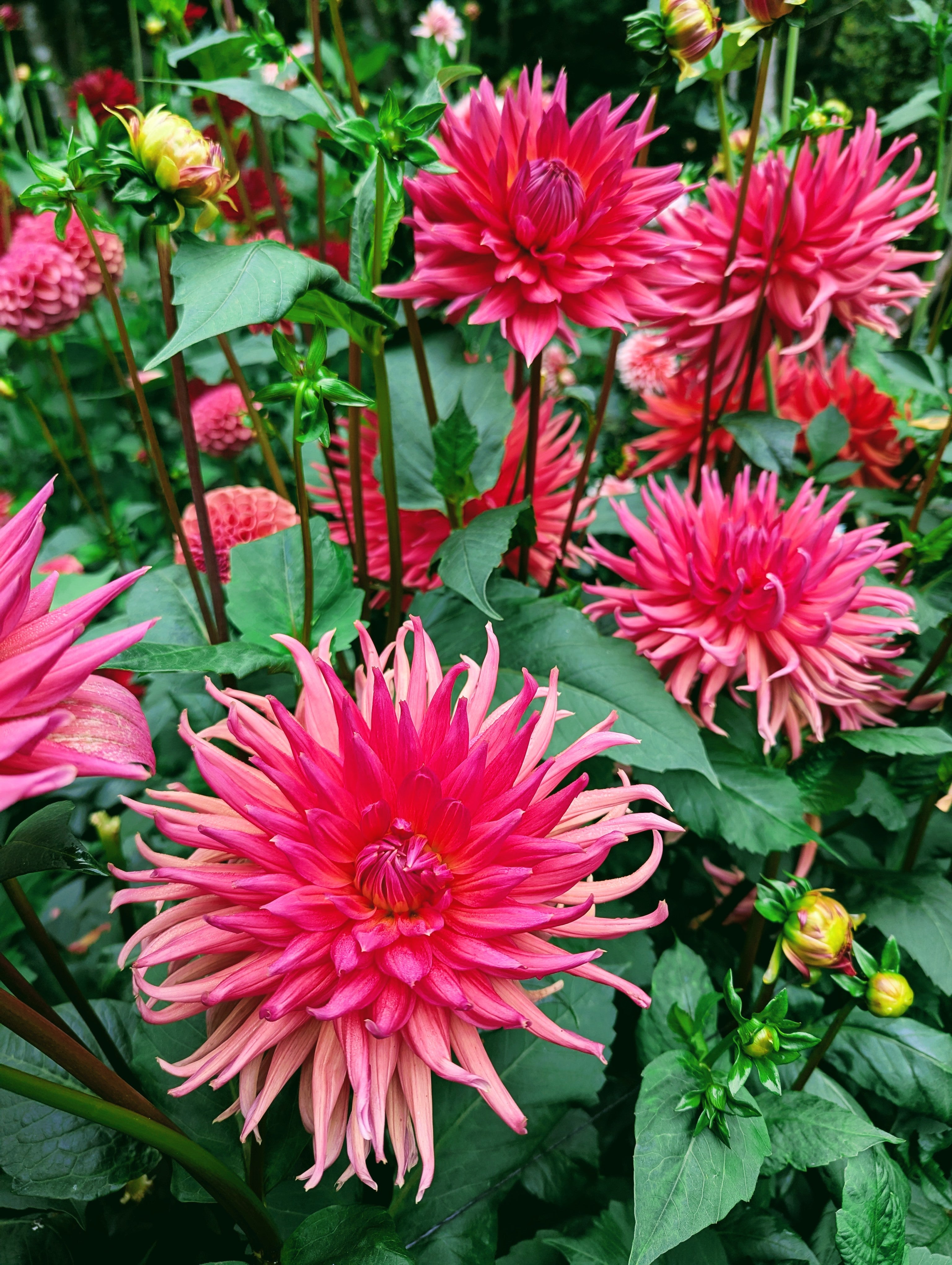 Wyn's King Salmon – Good Life Dahlias