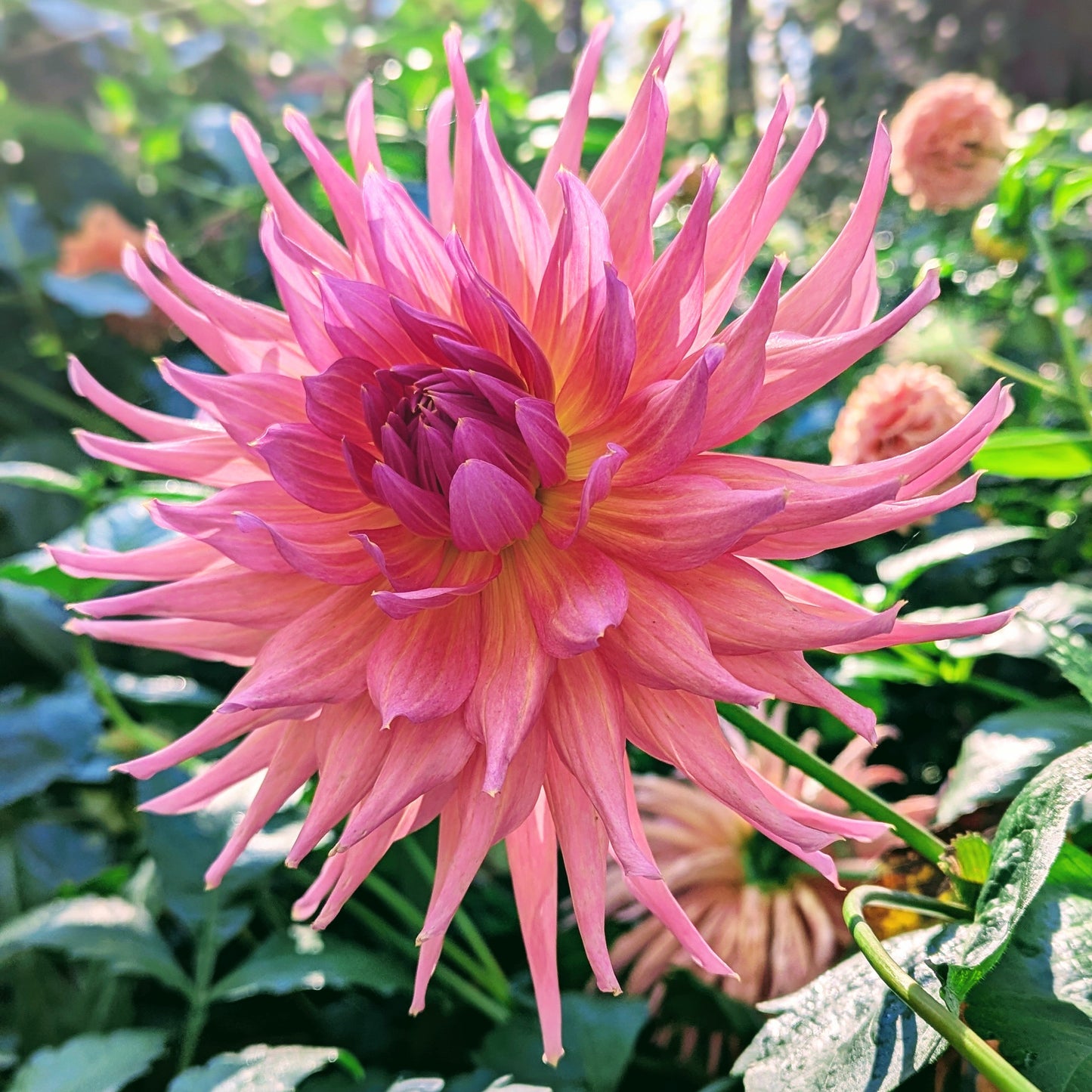 Wyn's Pinking of You