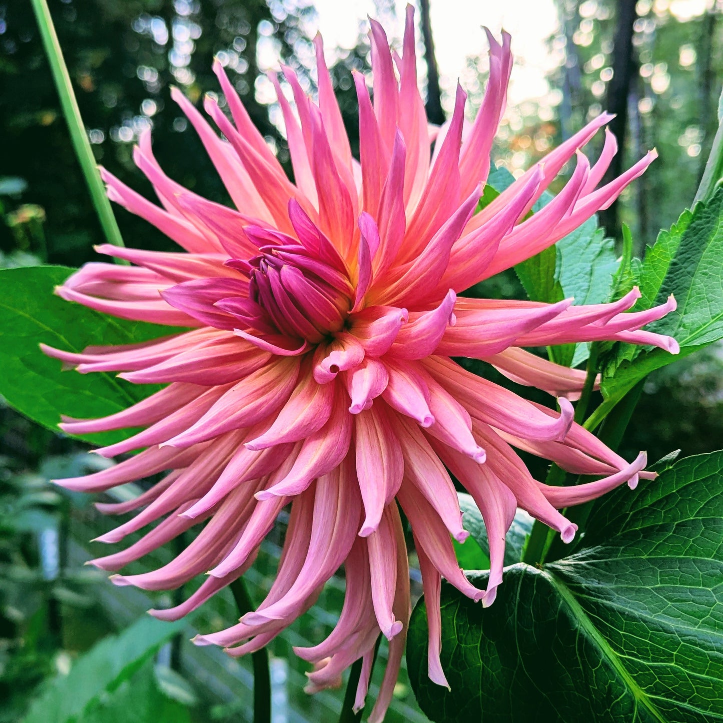 Wyn's Pinking of You