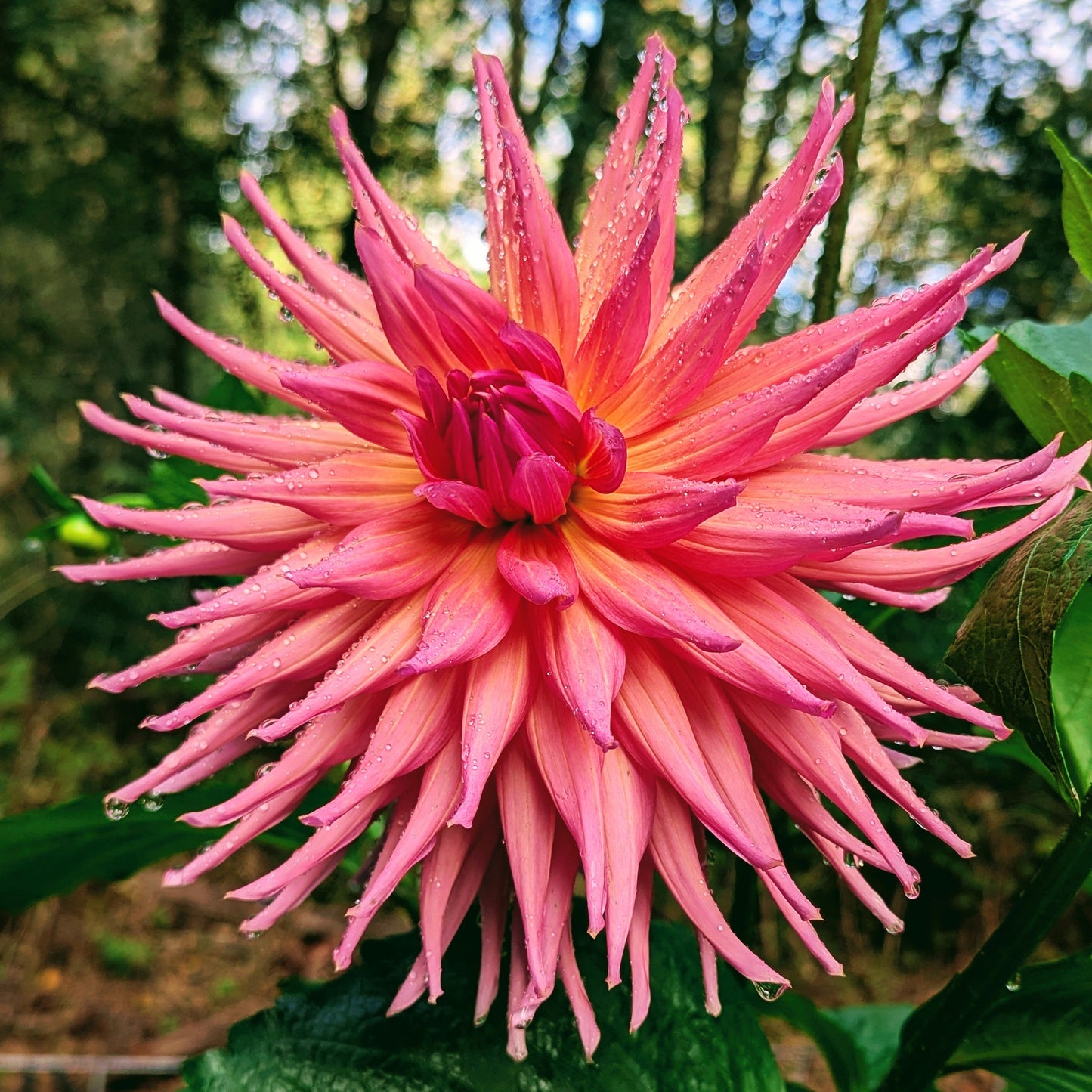 Wyn's Pinking of You