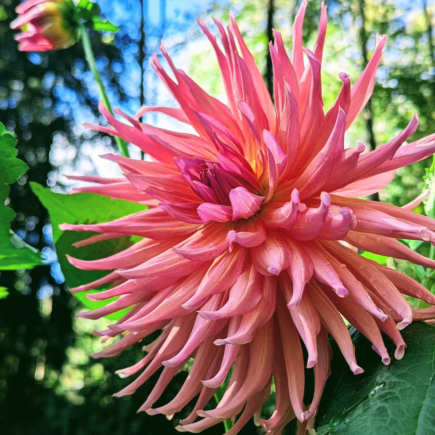 Wyn's Pinking of You