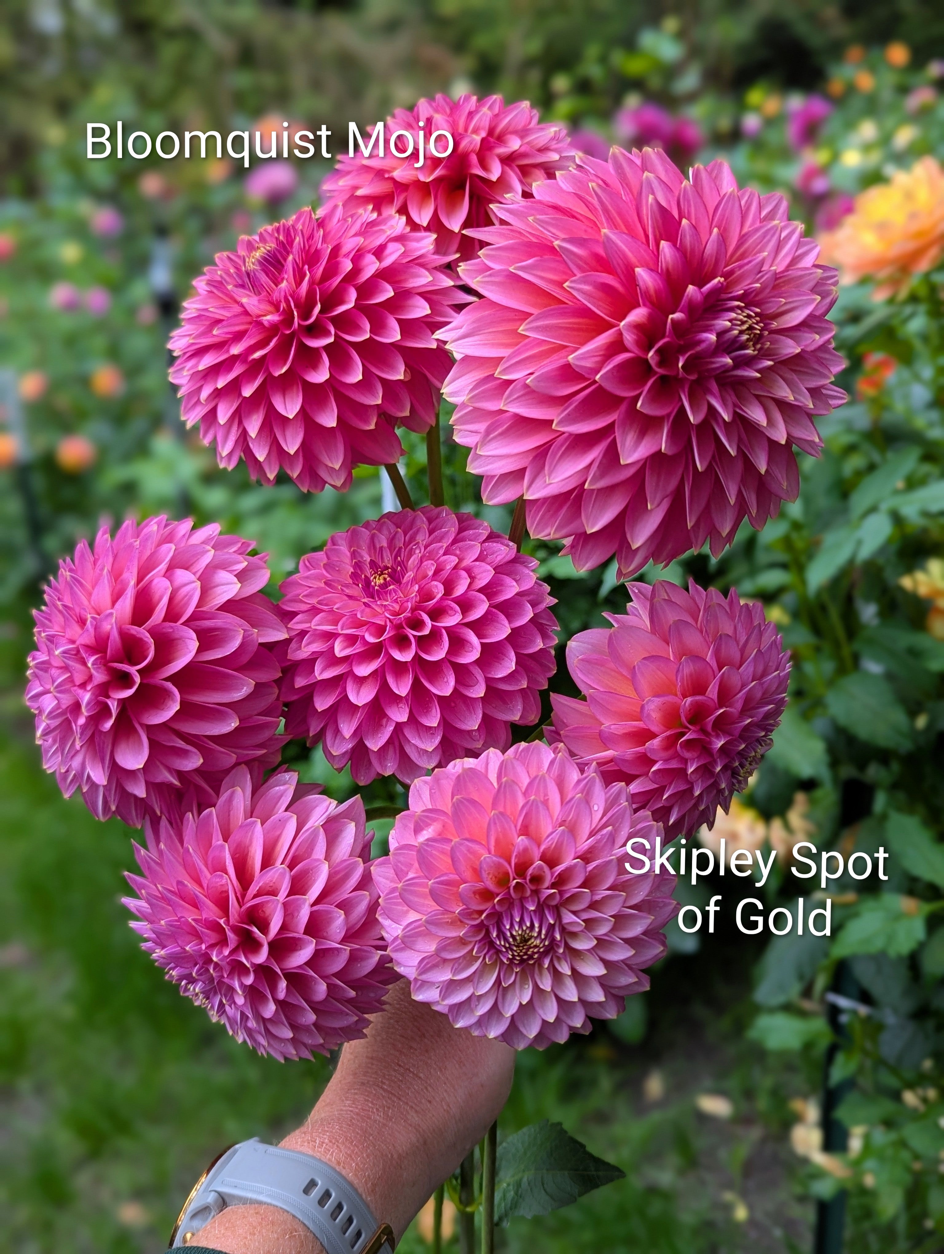 Bloomquist Mojo – Good Life Dahlias